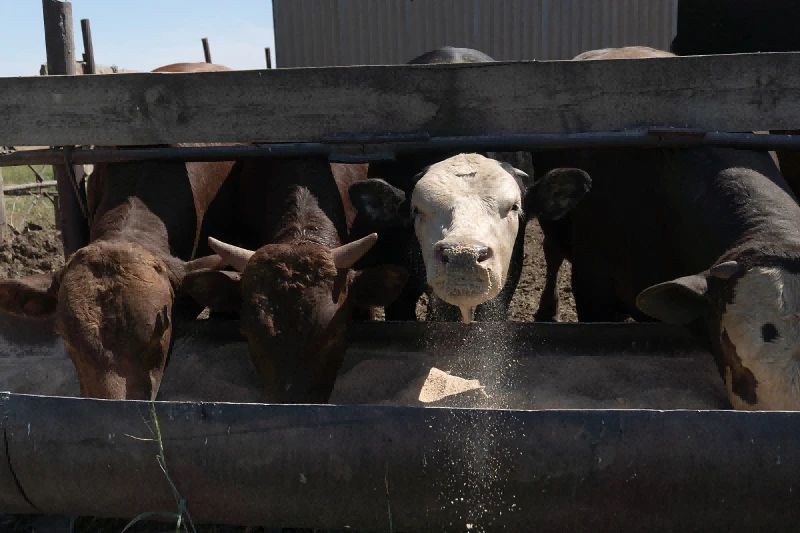 ruminant care ruminant care